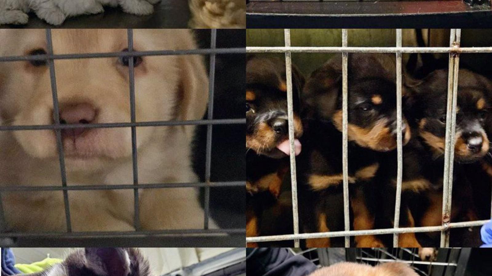  Requisan en Puente de Vallecas 35 perros, un hurón y un gato 