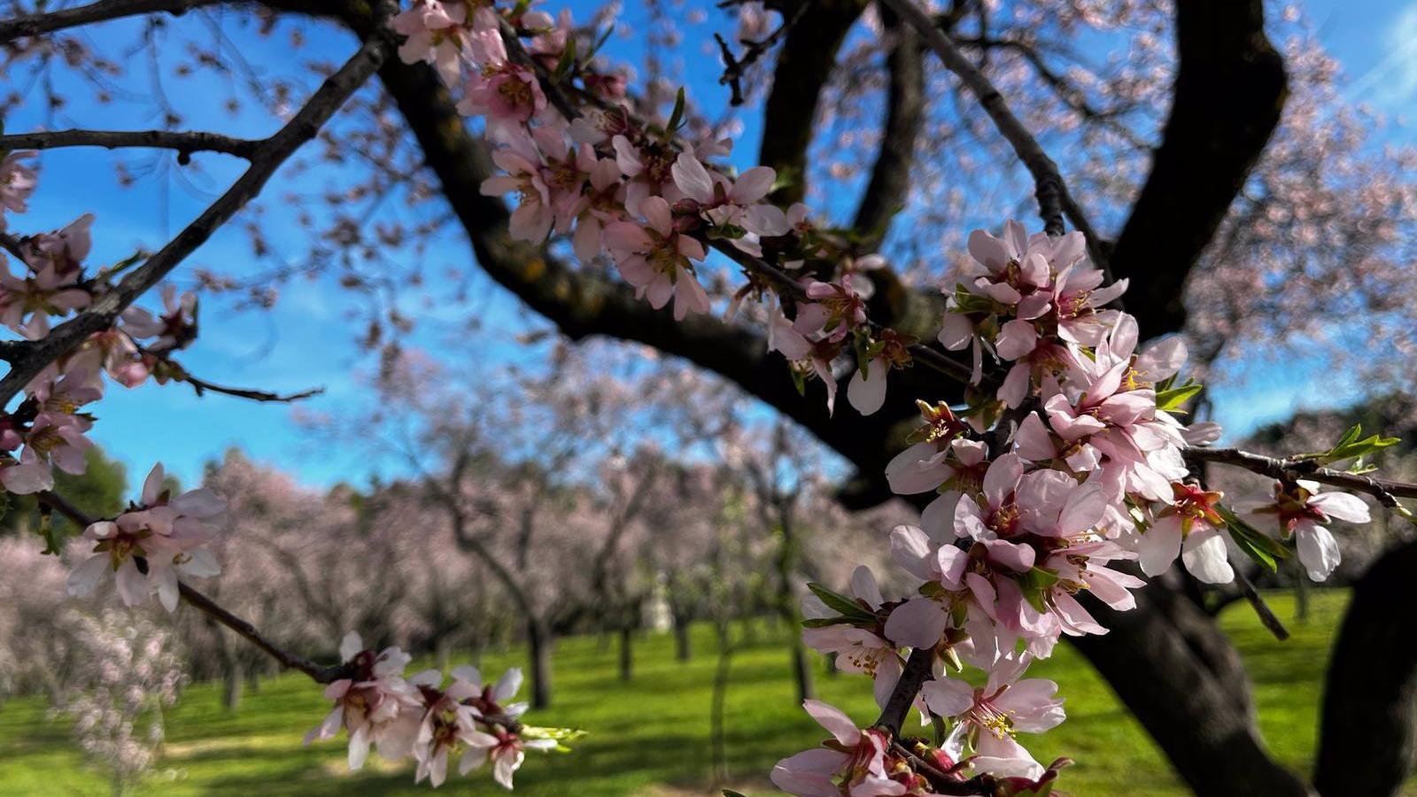El arte efímero vuelve un año más a la Quinta de los Molinos con la floración de sus 1.900 almendros