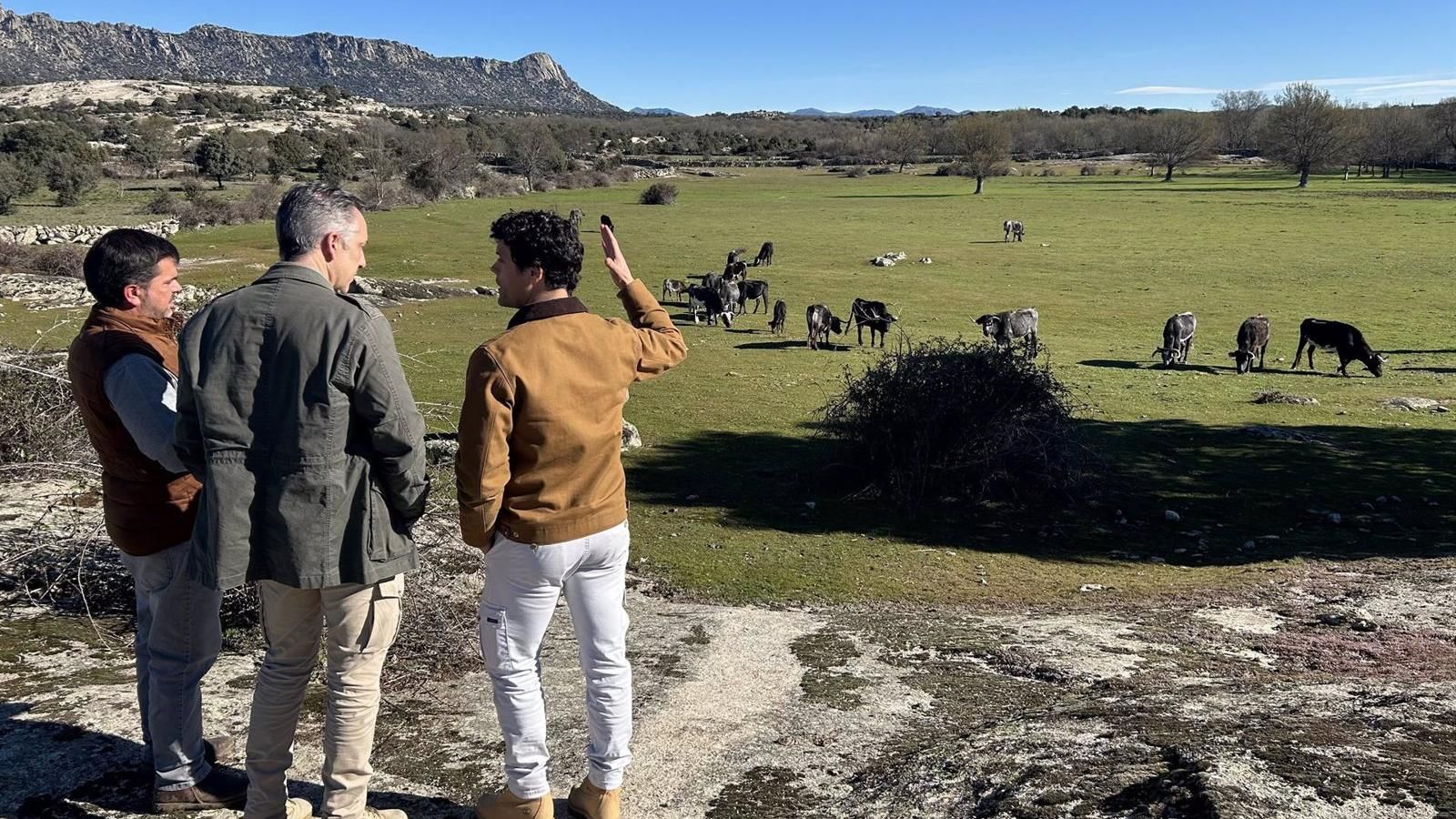 Rutas guiadas para difundir la cría de reses bravas en las dehesas de la región