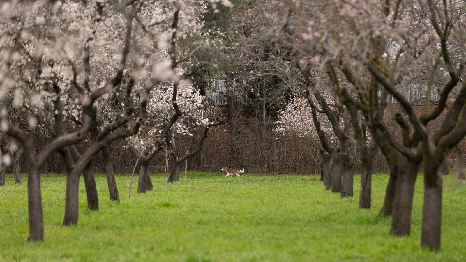 Madrid reconocida como ciudad arbórea del mundo por quinto año consecutivo