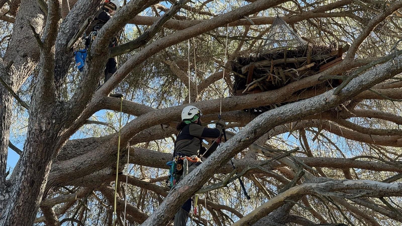 La cigüeña negra se expande en la Comunidad de Madrid