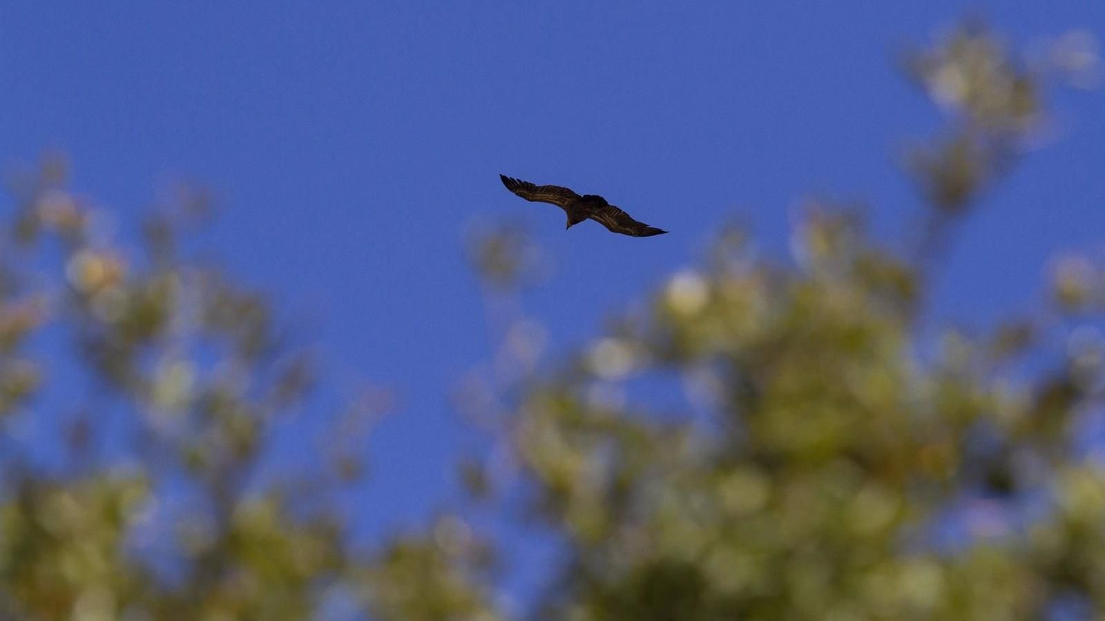 Criminólogos madrileños celebran las nuevas sanciones europeas en delitos ambientales, cuarta actividad delictiva mundial