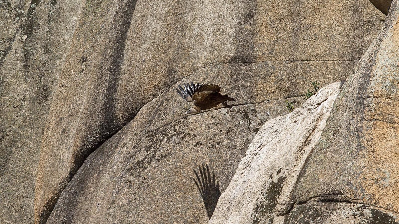 Agentes Forestales vigilan La Pedriza para evitar perjuicios a los nidos de las aves