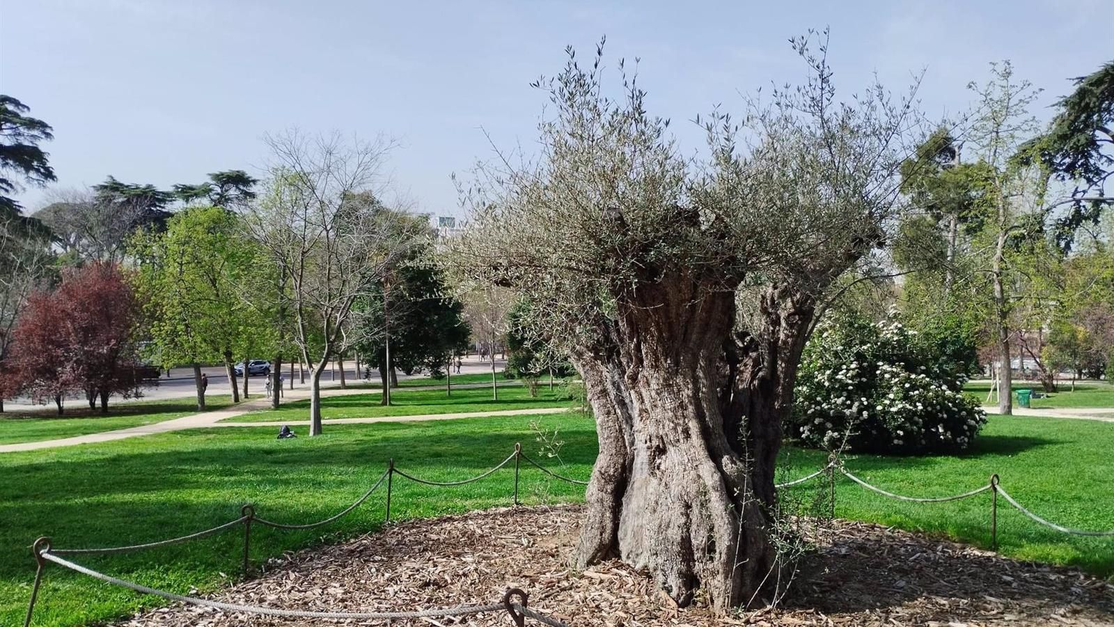 La ciudad de Madrid da a conocer sus árboles singulares
