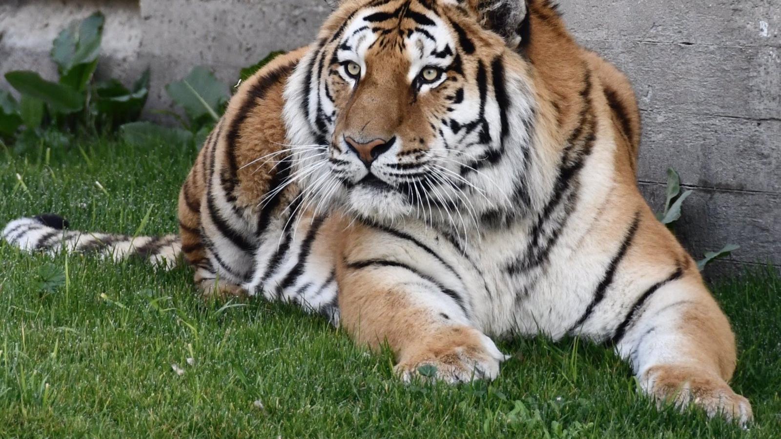 El Zoo Aquarium de Madrid recibe dos tigres siberianos, especie en peligro de extinción
