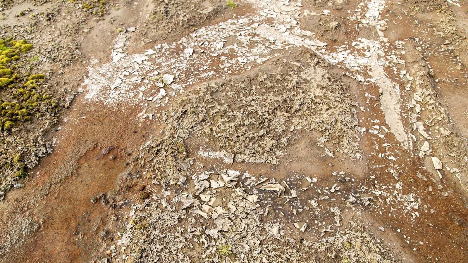 Investigadores de la UAM y CSIC hallan microorganismos de la Antártida que sobreviven a condiciones ambientales de Marte