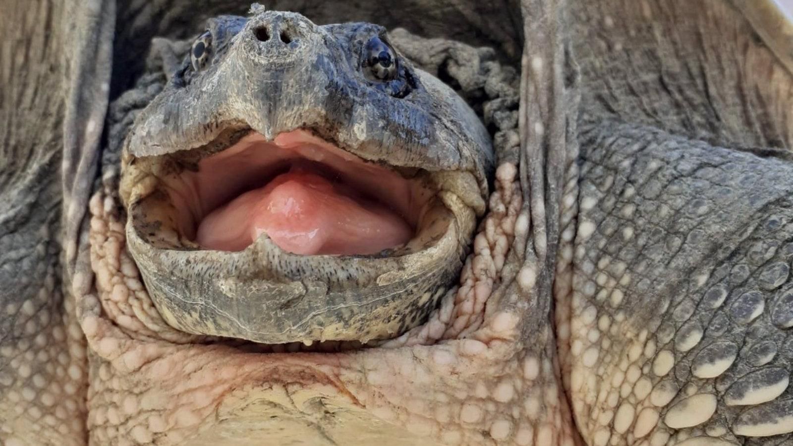 Alerta en San Fernando de Henares: hallan tortugas 'mordedoras' americanas