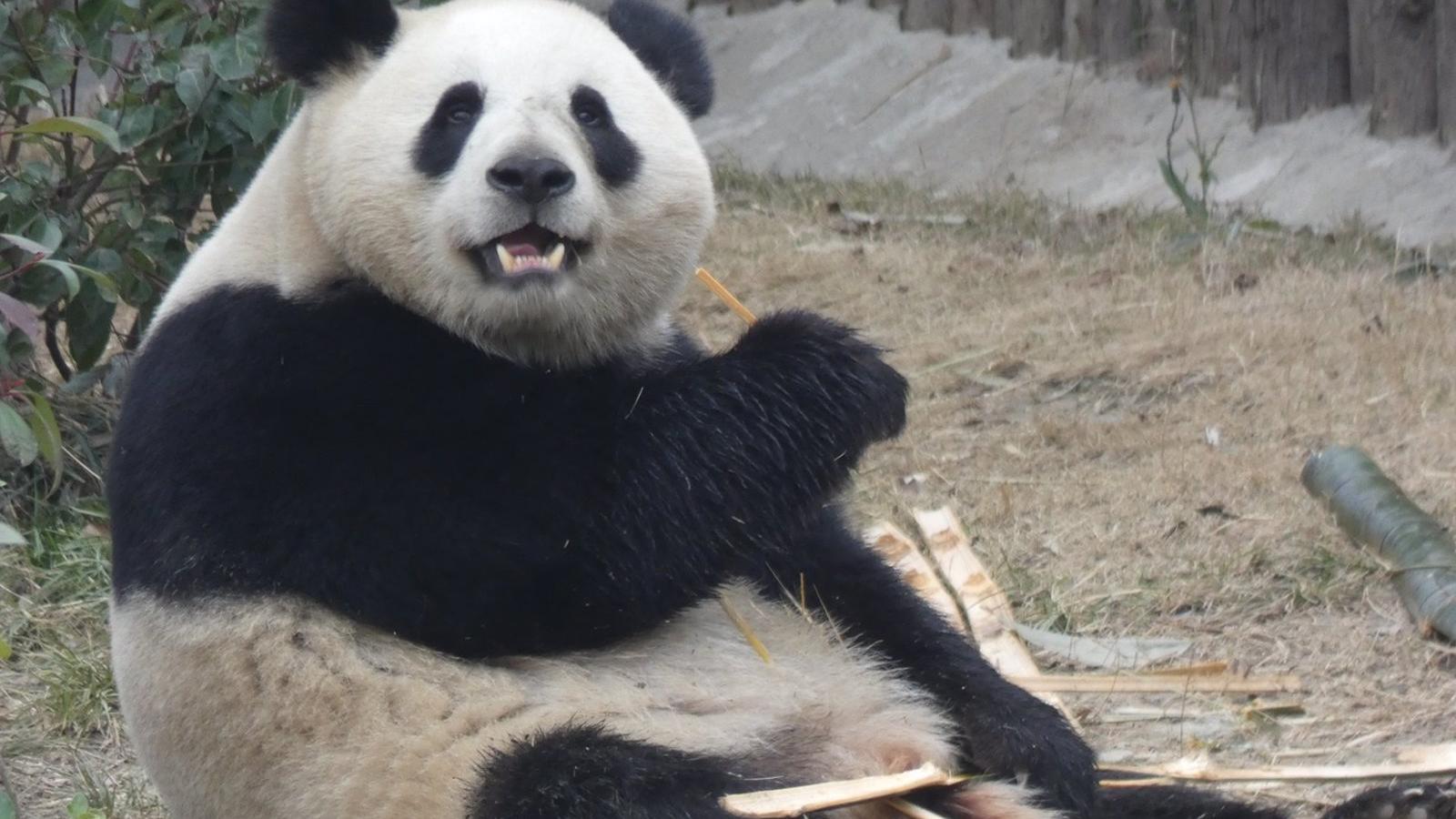 Una nueva pareja de pandas llega al Zoo Aquarium de Madrid