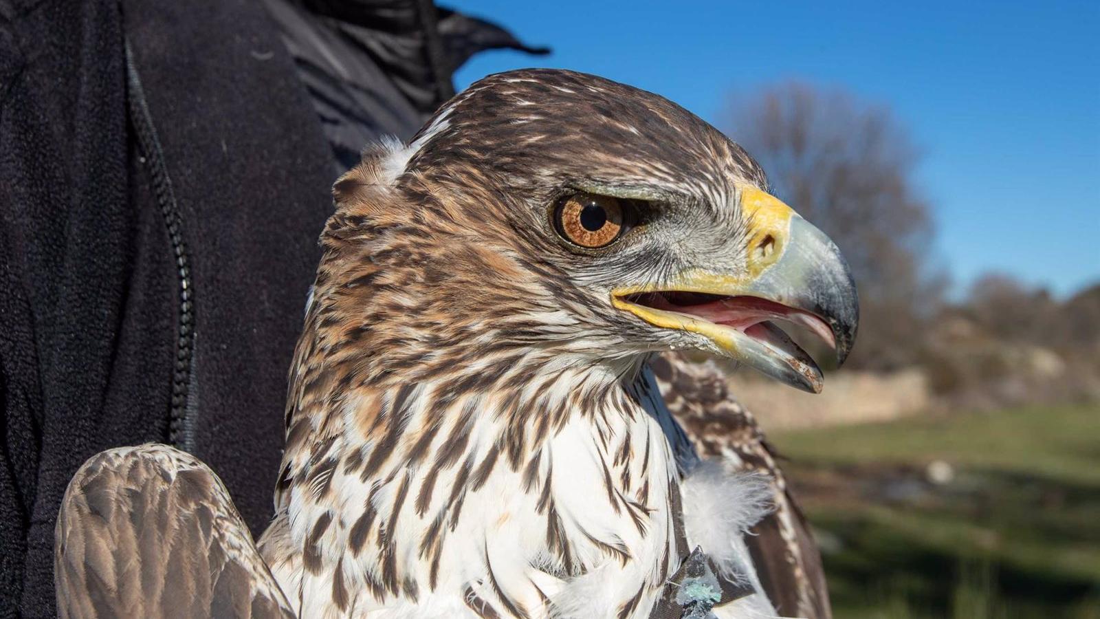 Récord de cría de águila de Bonelli en la Comunidad de Madrid