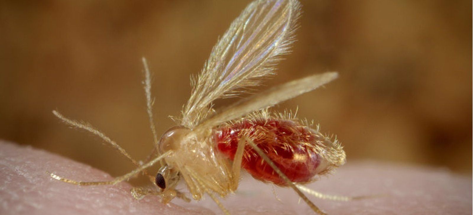La Comunidad inicia el estudio sobre la leishmaniasis