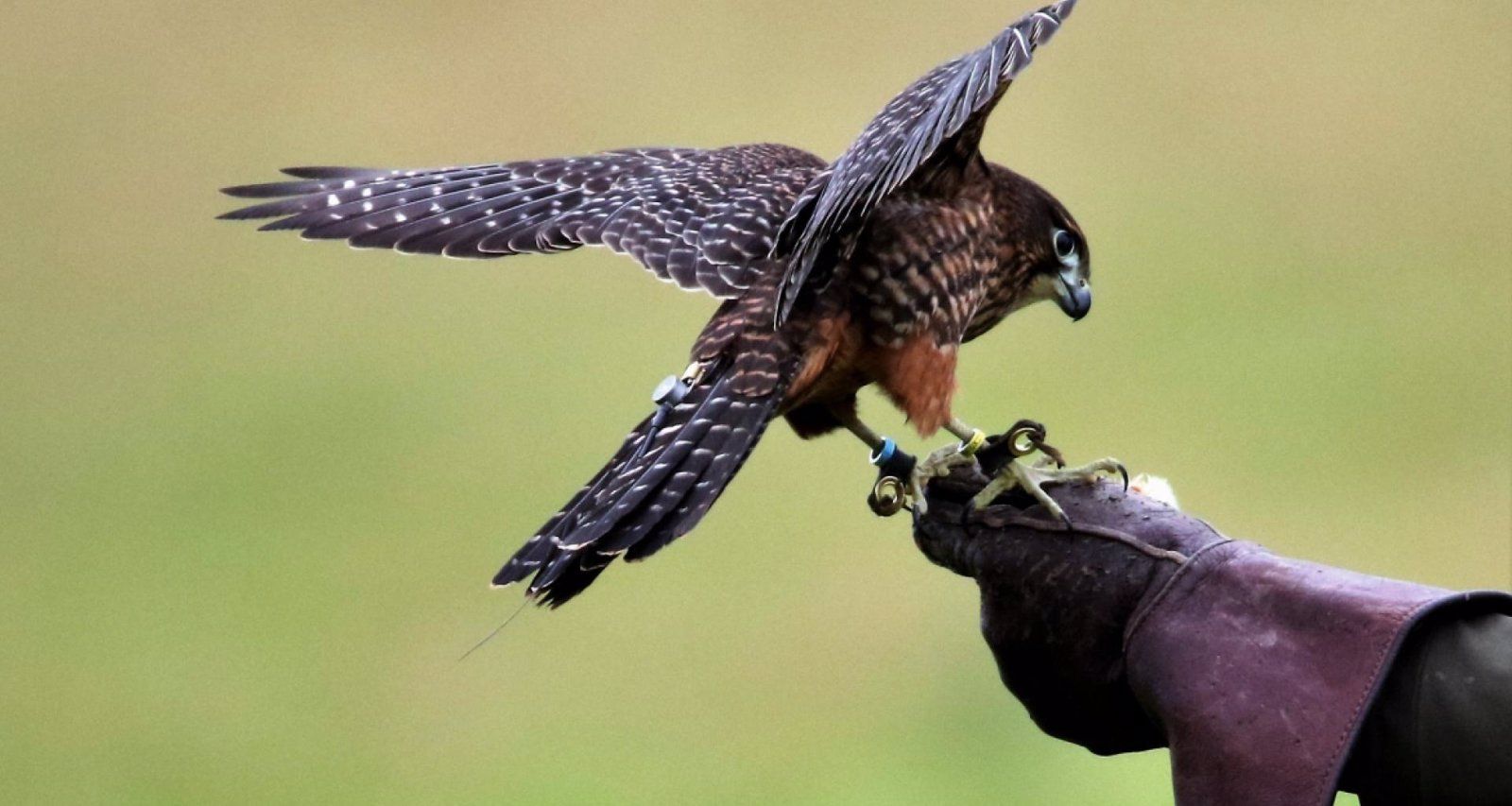 La Cetrería: Nuevo Bien de Interés Cultural en la Comunidad de Madrid