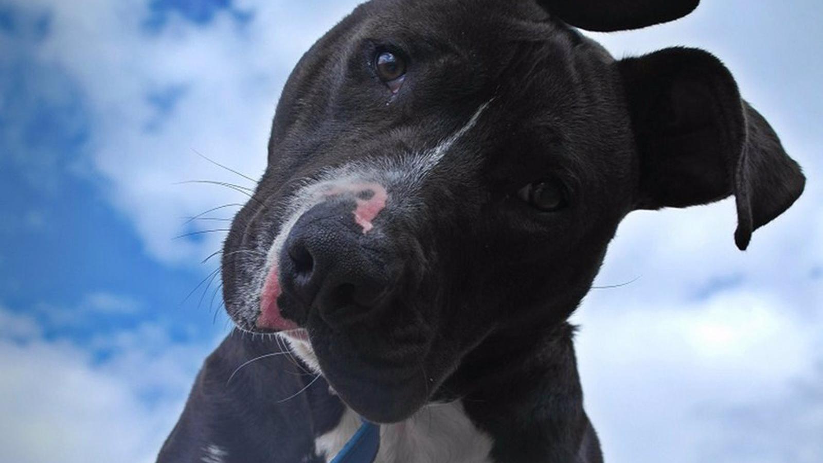 Herido un niño de cuatro años por un rottweiler en Madrid el pasado domingo