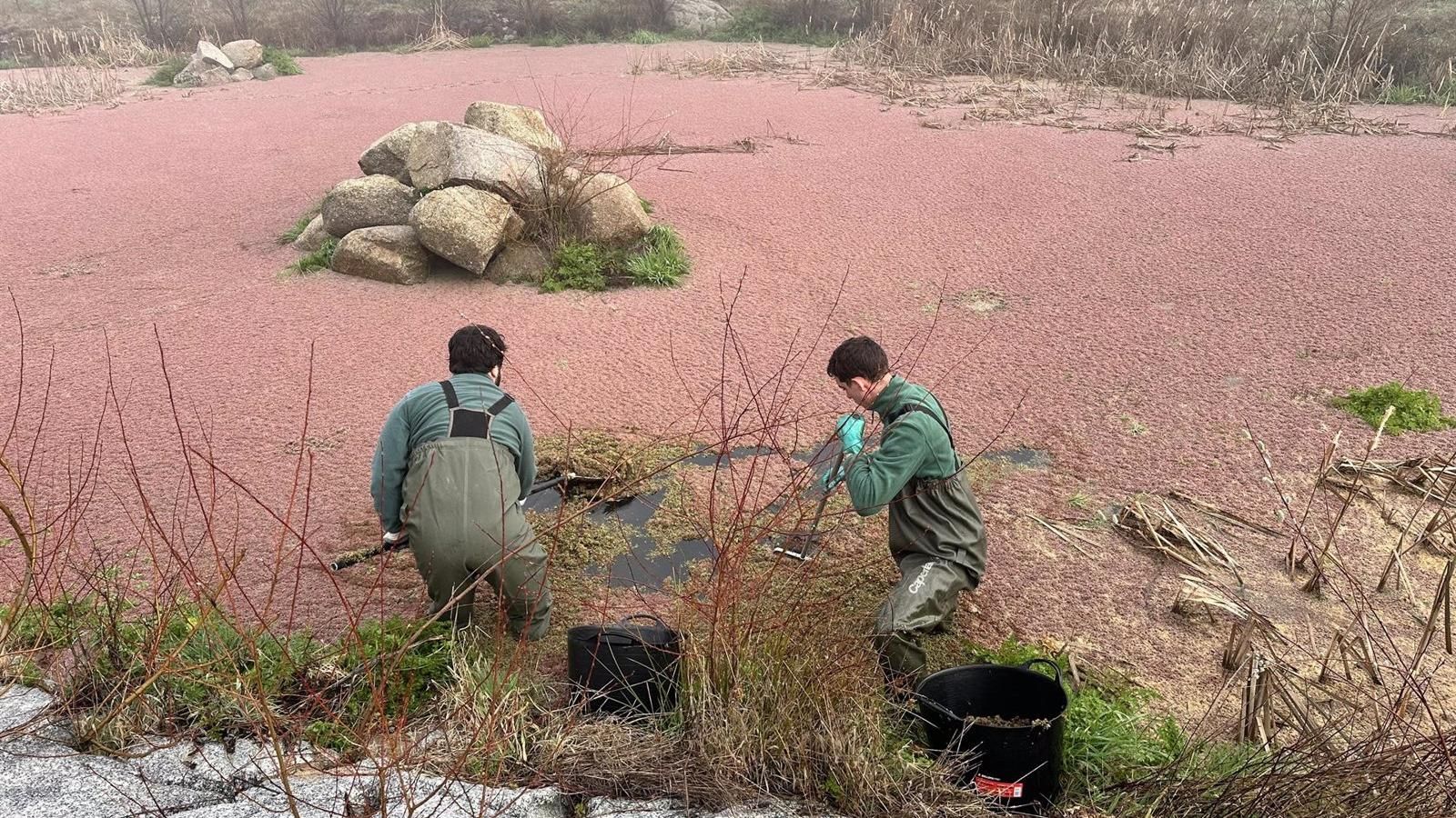 La Comunidad de Madrid intensifica el control de especies invasoras