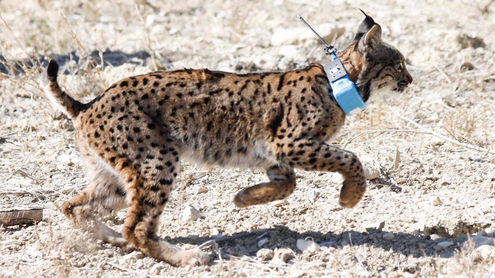 El lince ibérico deja de ser una especie "en peligro de extinción"