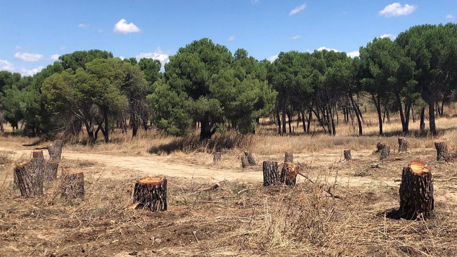  Pozuelo paraliza obras en Montegancedo tras recurso del PSOE