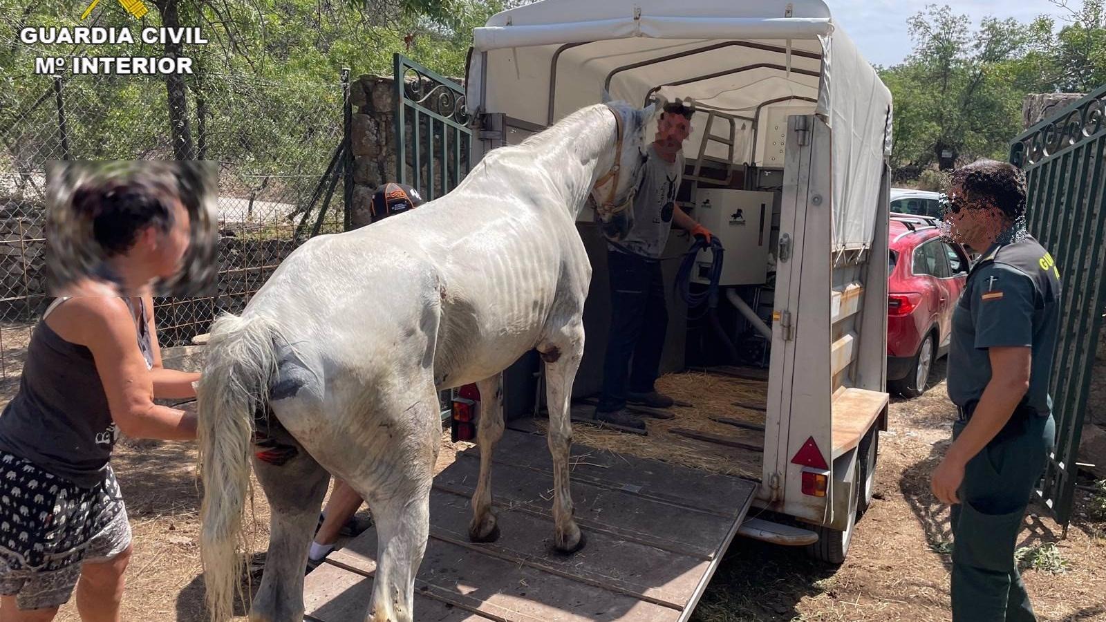 Investigan a una persona por maltrato animal en Manzanares el Real tras la muerte de su caballo