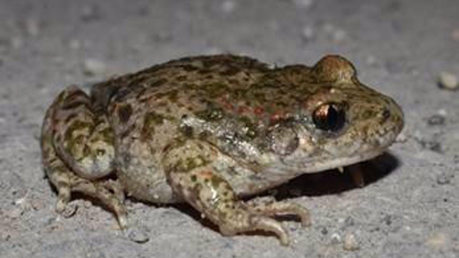 Detectada una nueva población de sapo partero en Madrid