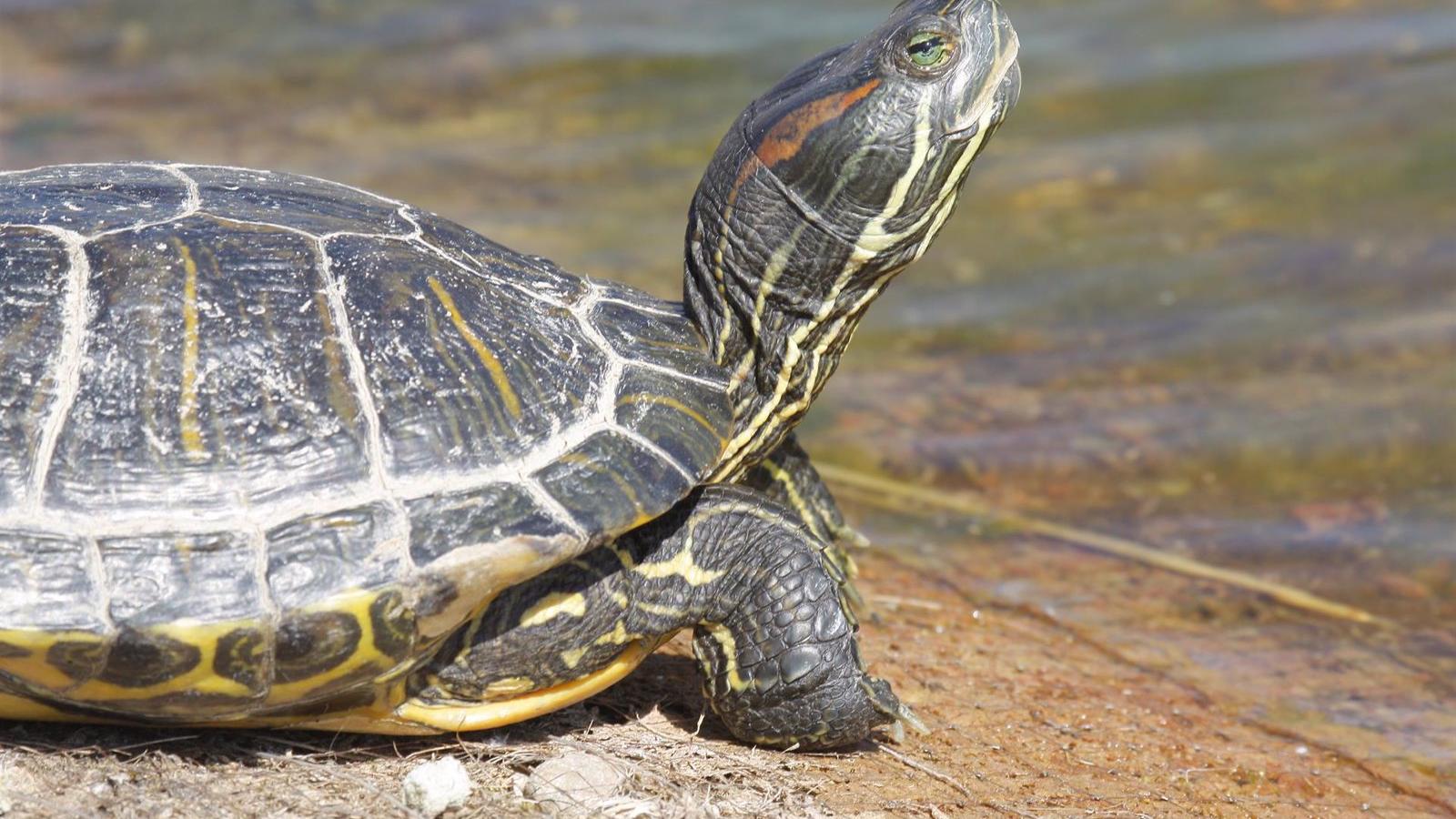 Recogen once galápagos de Florida abandonados en una fuente en Torrejón de Ardoz