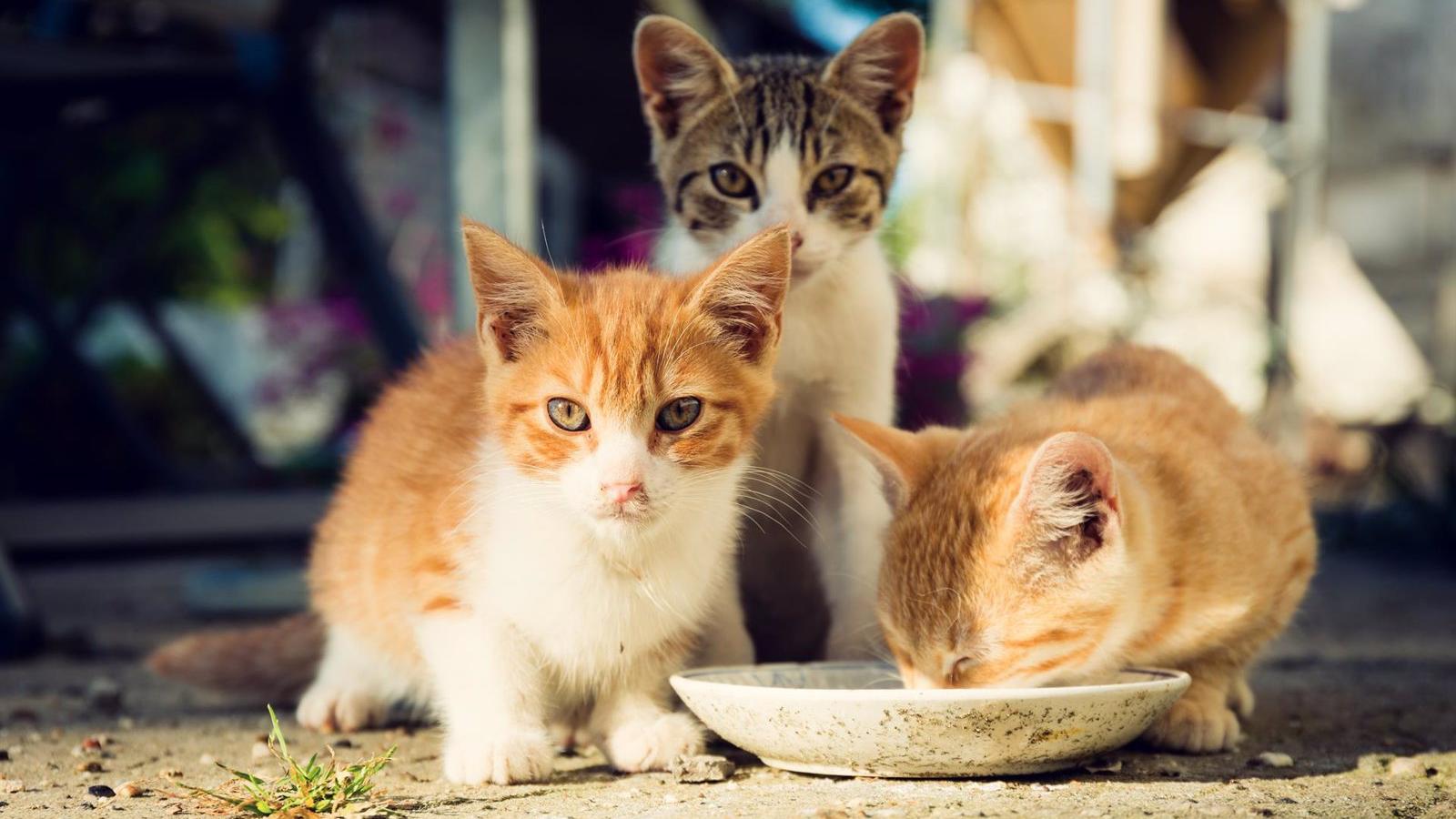 Majadahonda recuerda la obligatoriedad de identificar y esterilizar a los gatos