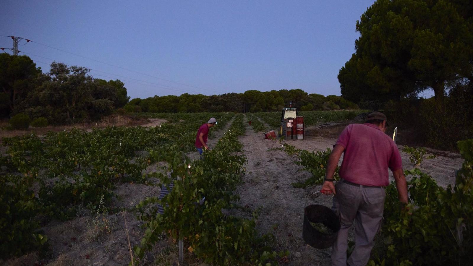  Arranca la vendimia en Madrid con previsiones de incremento en la cosecha