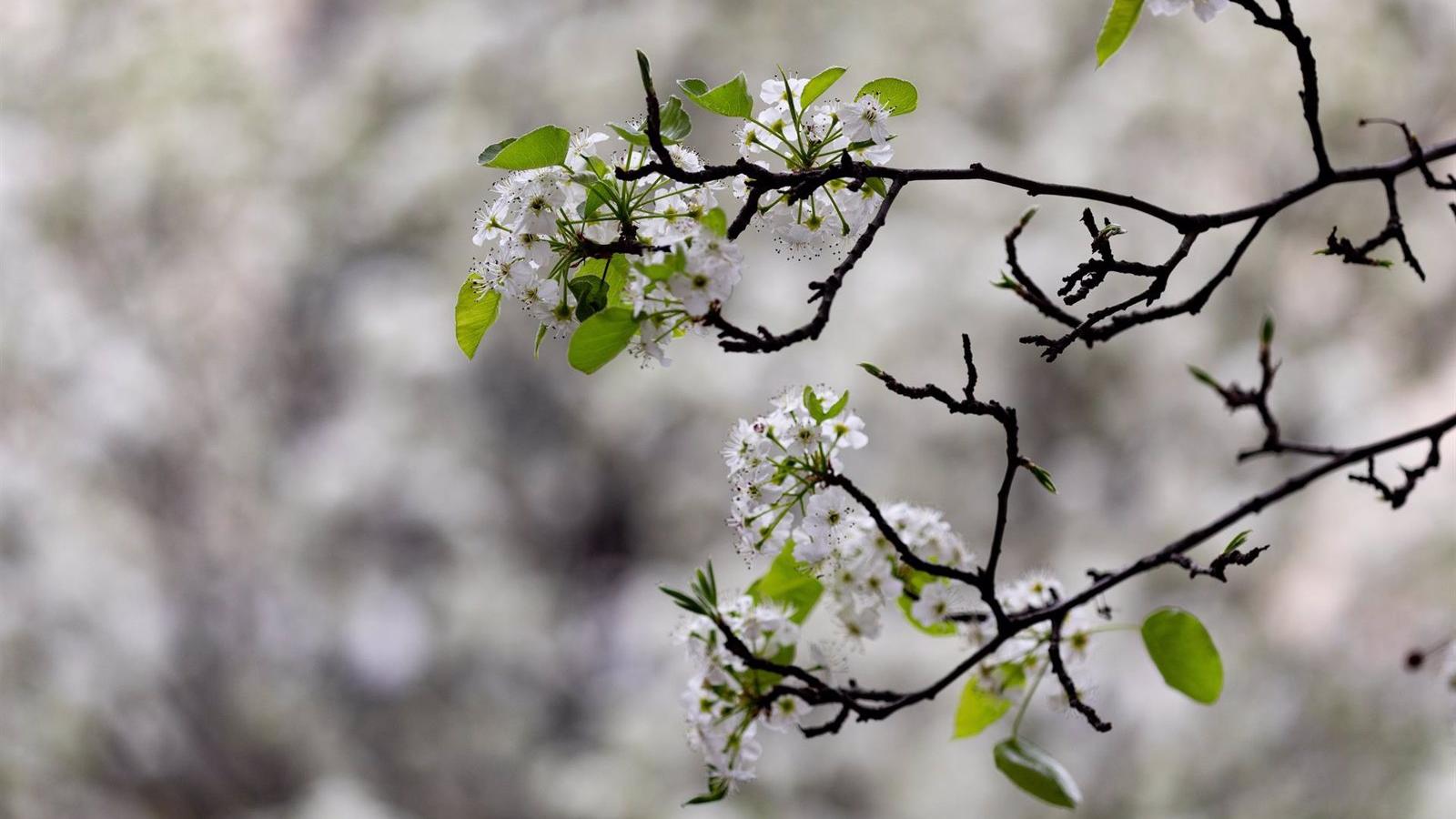  Colectivos ecologistas y sociales acusan al Ayuntamiento de Madrid de abandonar el arbolado urbano