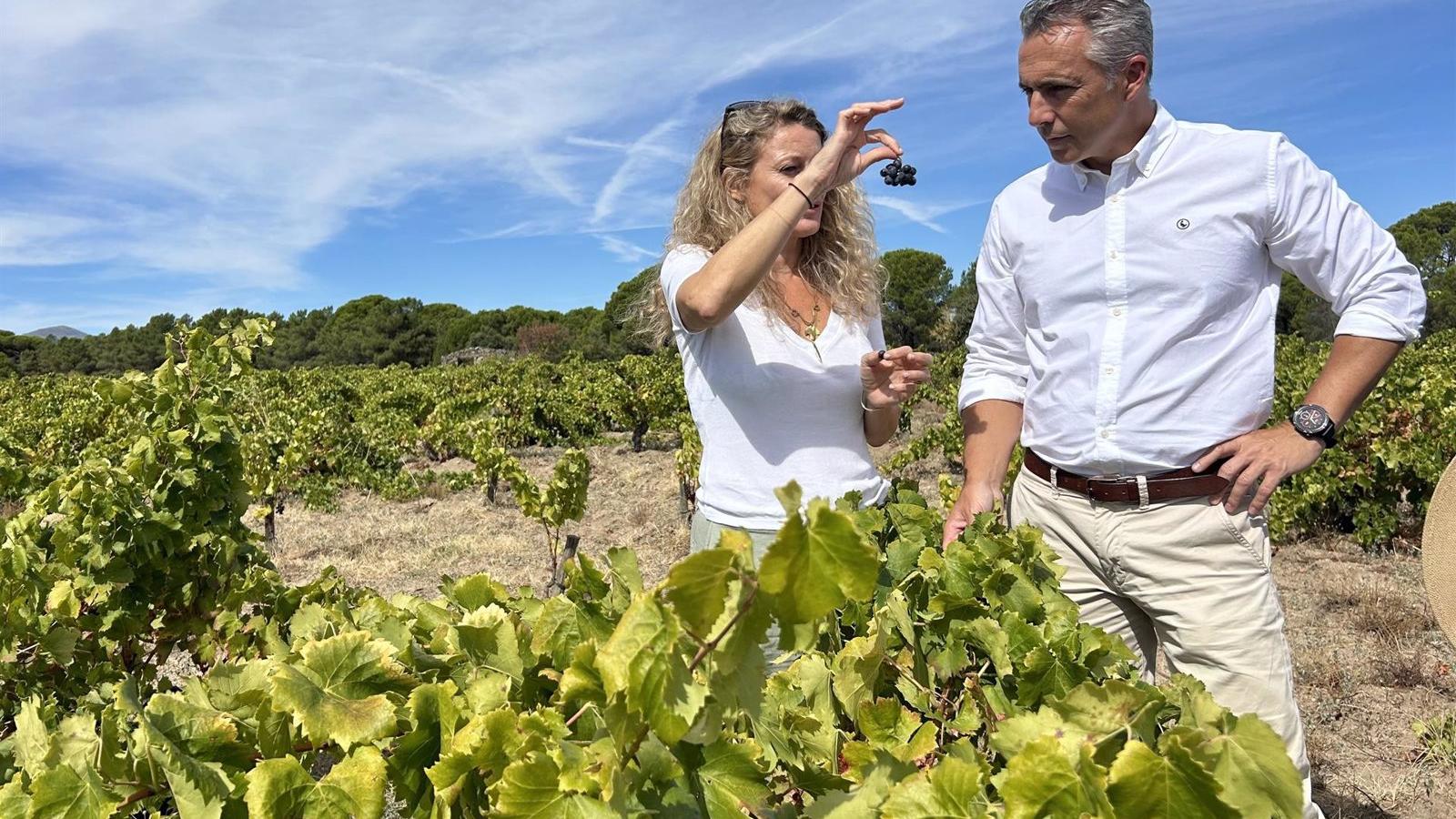 La Comunidad de Madrid respalda la viticultura local y sostenible de la región