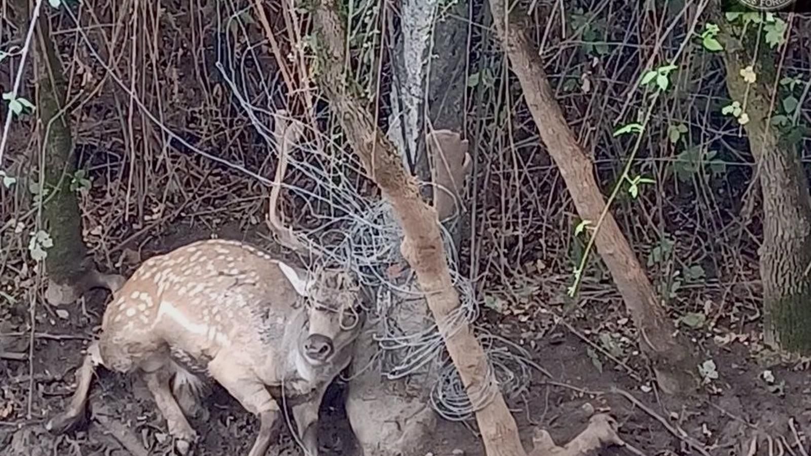 Agentes Forestales y GREFA rescatan a un gamo en Robledo de Chavela