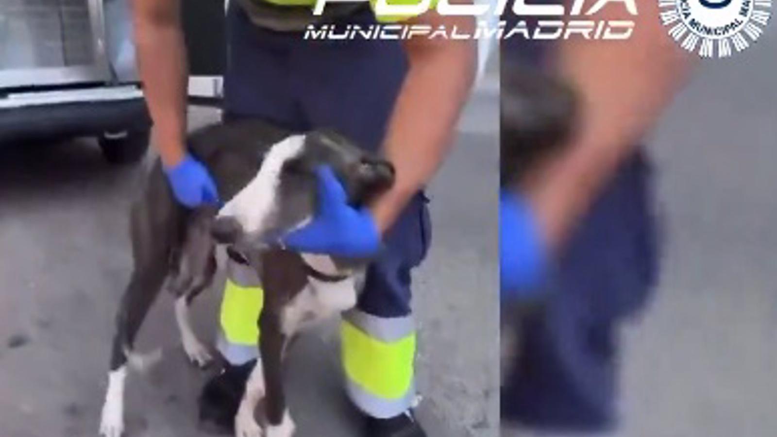 Rescatan a un cachorro de galgo abandonado en una furgoneta en Villa de Vallecas