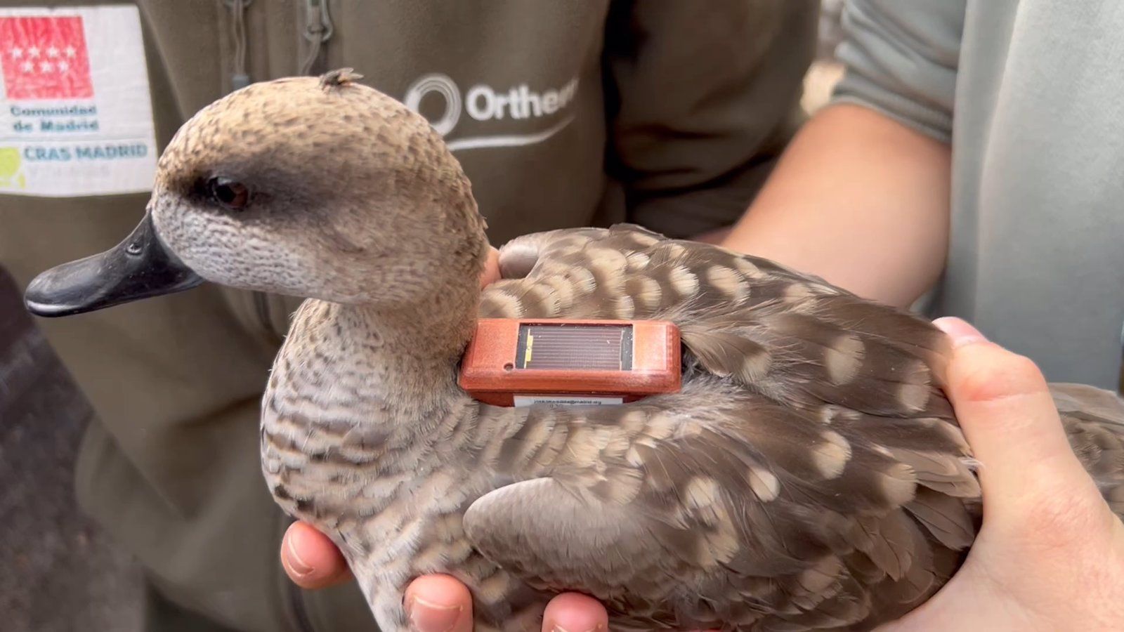 La Comunidad de Madrid lidera la reintroducción de cercetas pardillas en su hábitat