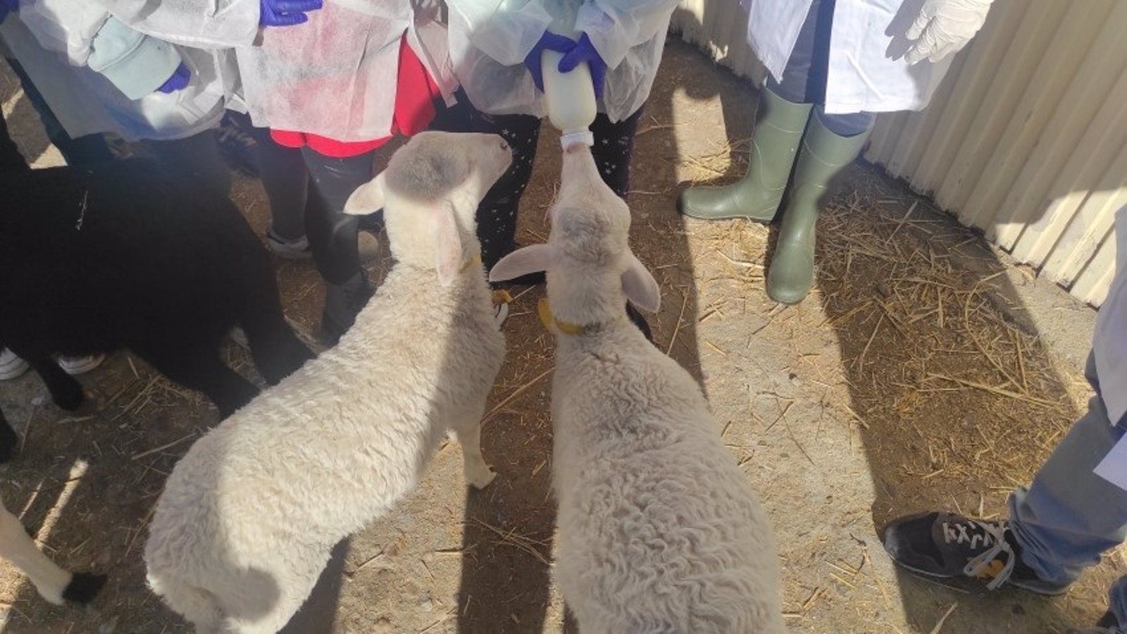 Estudiantes madrileños visitan la granja docente de la UCM en una jornada científica