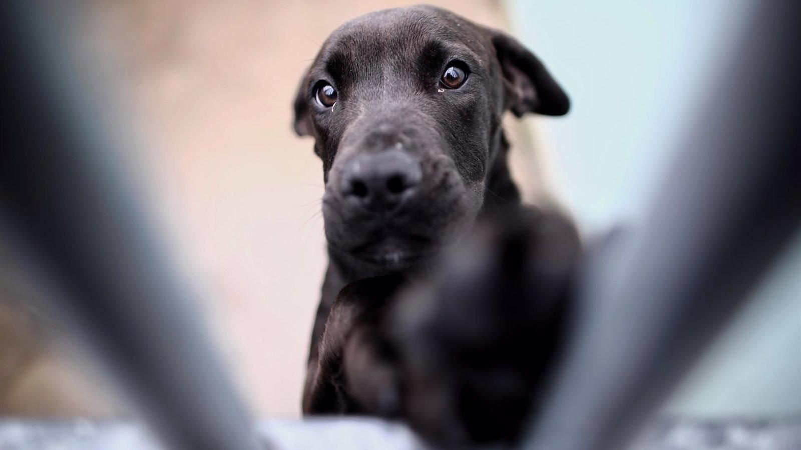 El 80% de los perros acogidos en la Comunidad de Madrid encuentran hogar en 2024