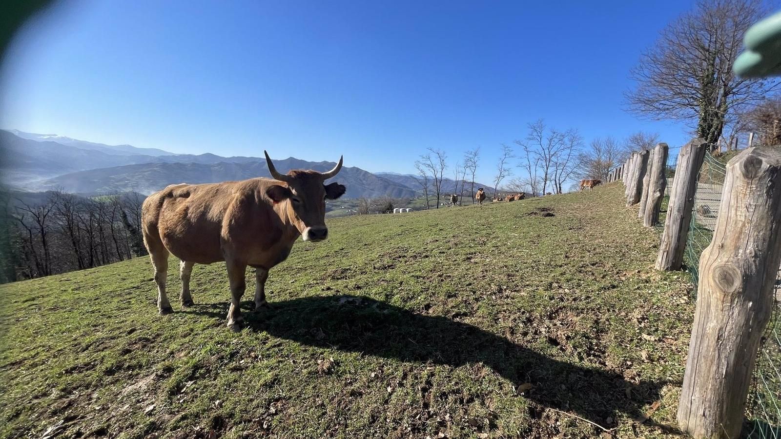 Un hombre de 63 años fallece en Guadalix de la Sierra tras el ataque de una vaca