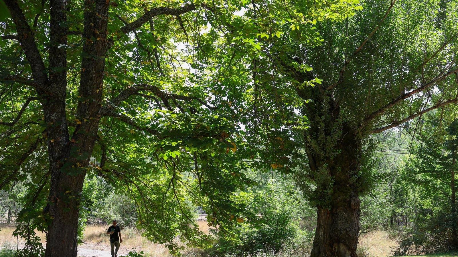 Madrid incrementa un 73% las ayudas para seguros agrarios