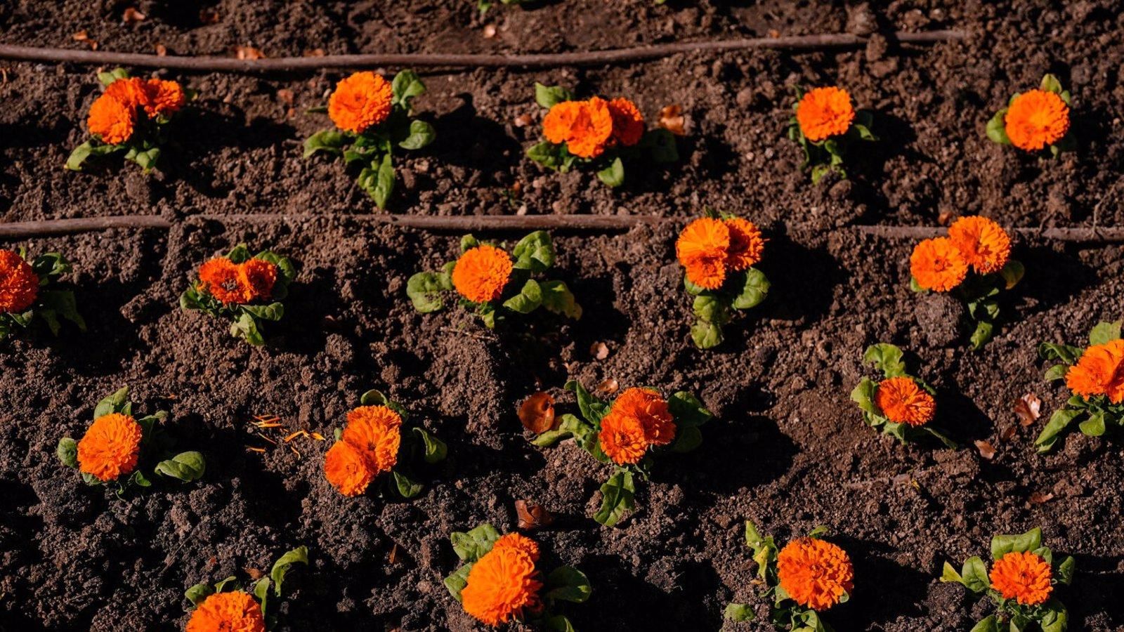 La ciudad de Madrid lucirá un jardín de tulipanes en la plaza de Oriente donados por la princesa Amalia de Países Bajos