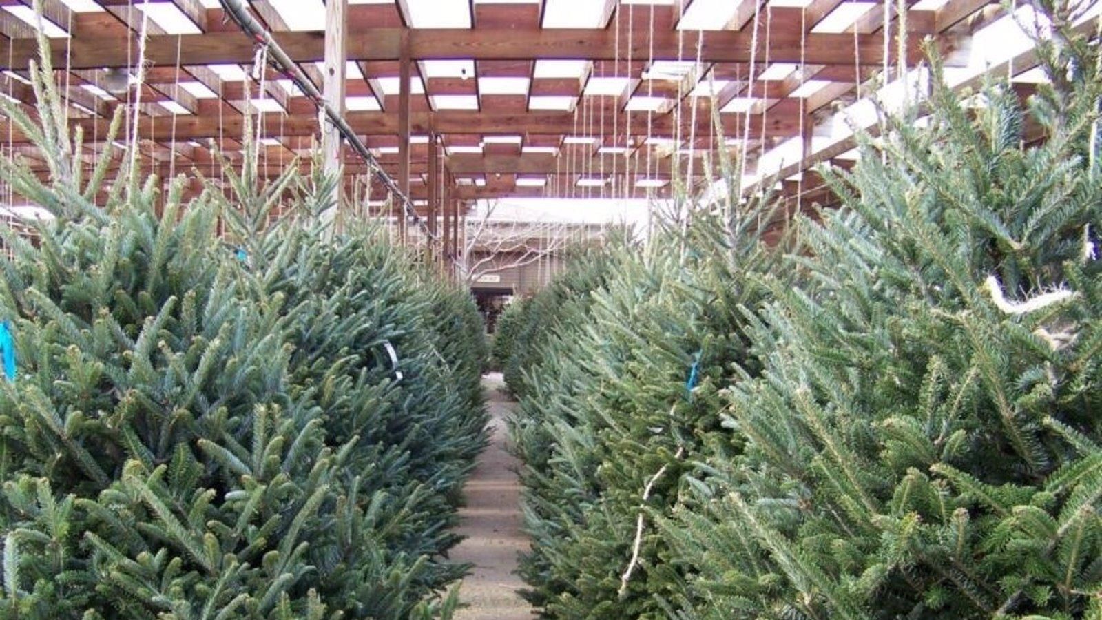 Torrejón prolonga la recogida de árboles de Navidad hasta el 18 de enero