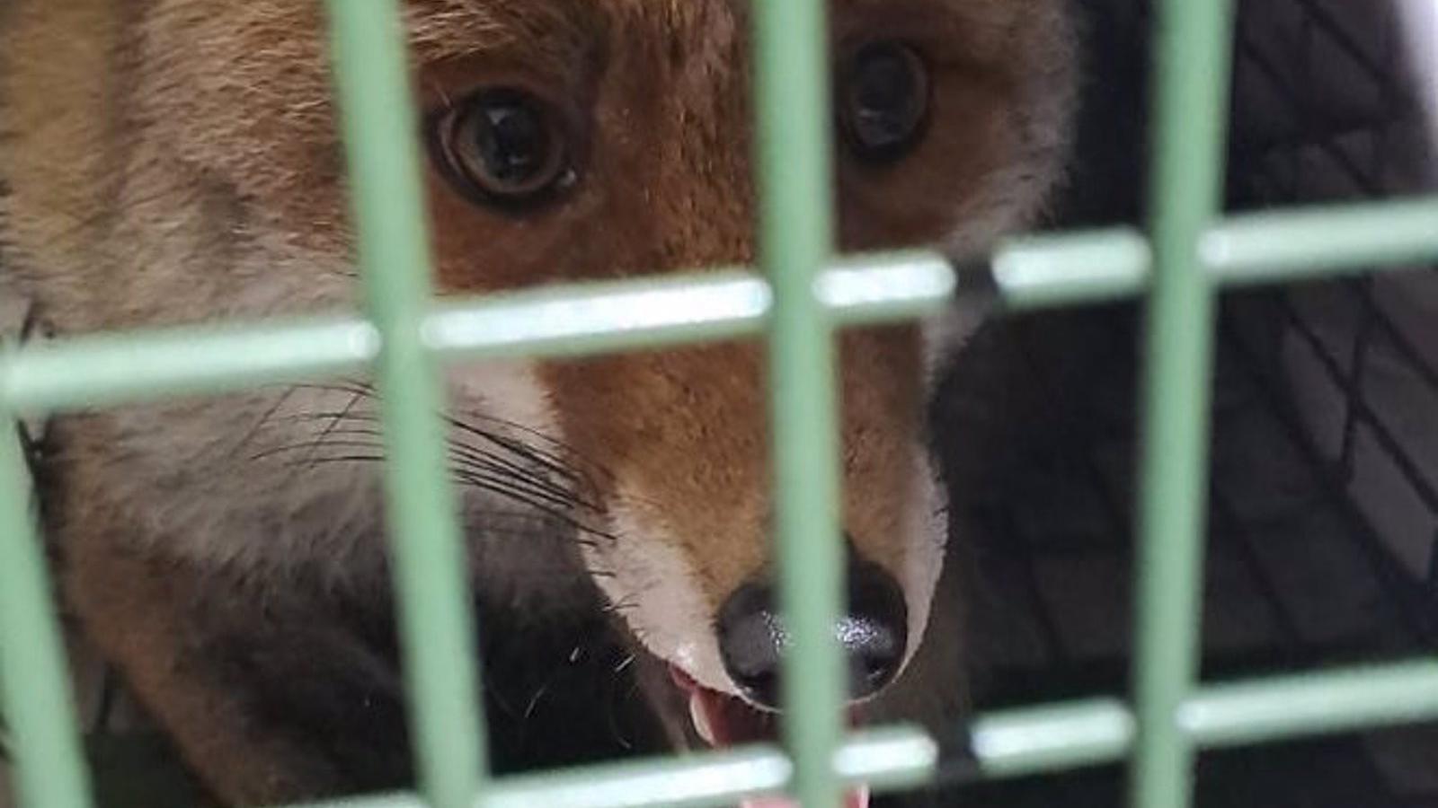 Un zorro es capturado tras merodear por la plaza de la República Dominicana en Madrid