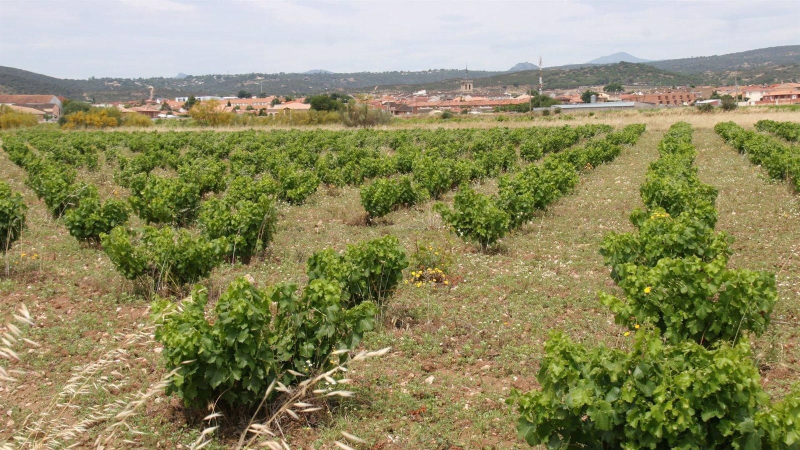 El campo madrileño recibirá ayudas regionales para adaptar sus viñedos al mercado y al clima