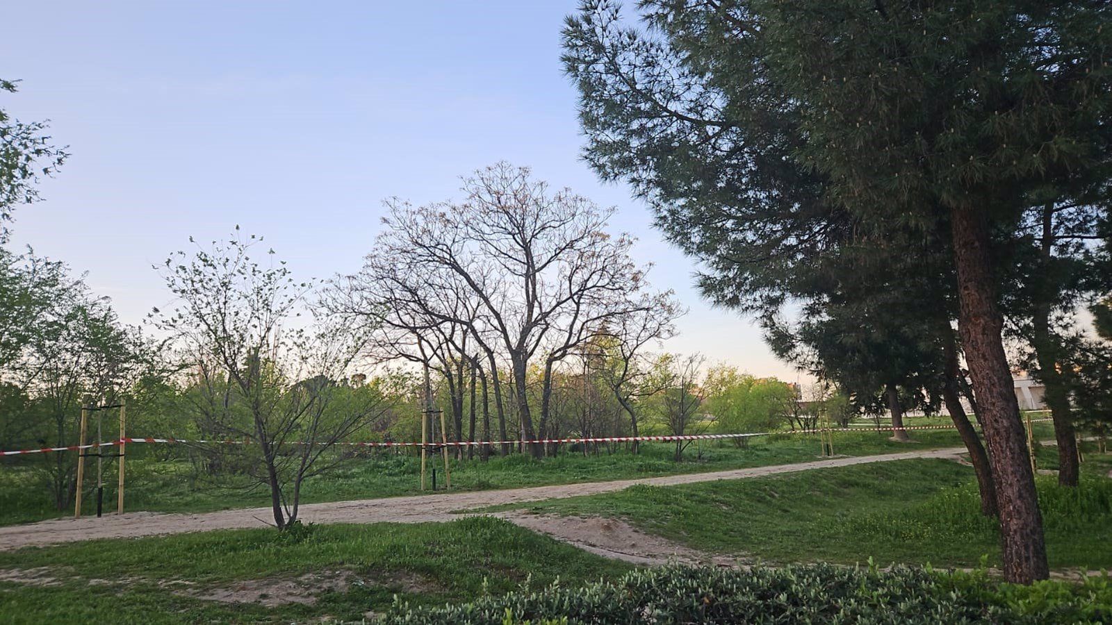 Arrancan los trabajos de trasplante de árboles en Montecarmelo de cara a la ejecución del nuevo cantón