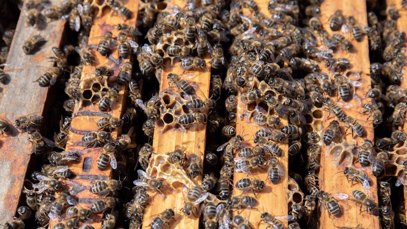 El Gobierno destina más de 30 millones al impulso agrícola y ganadero