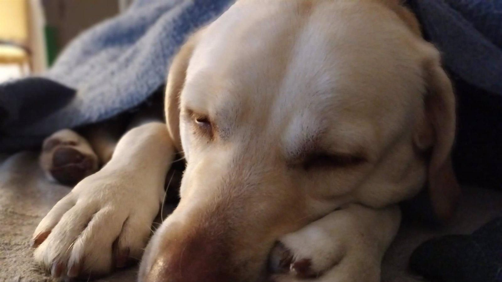 Investigan en Torrejón el hallazgo de salchichas con alfileres que ponen en peligro a las mascotas