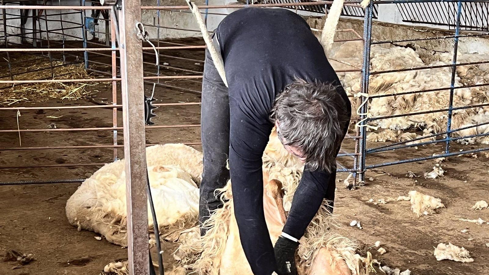 La Comunidad de Madrid impulsa el esquileo de razas ovinas autóctonas