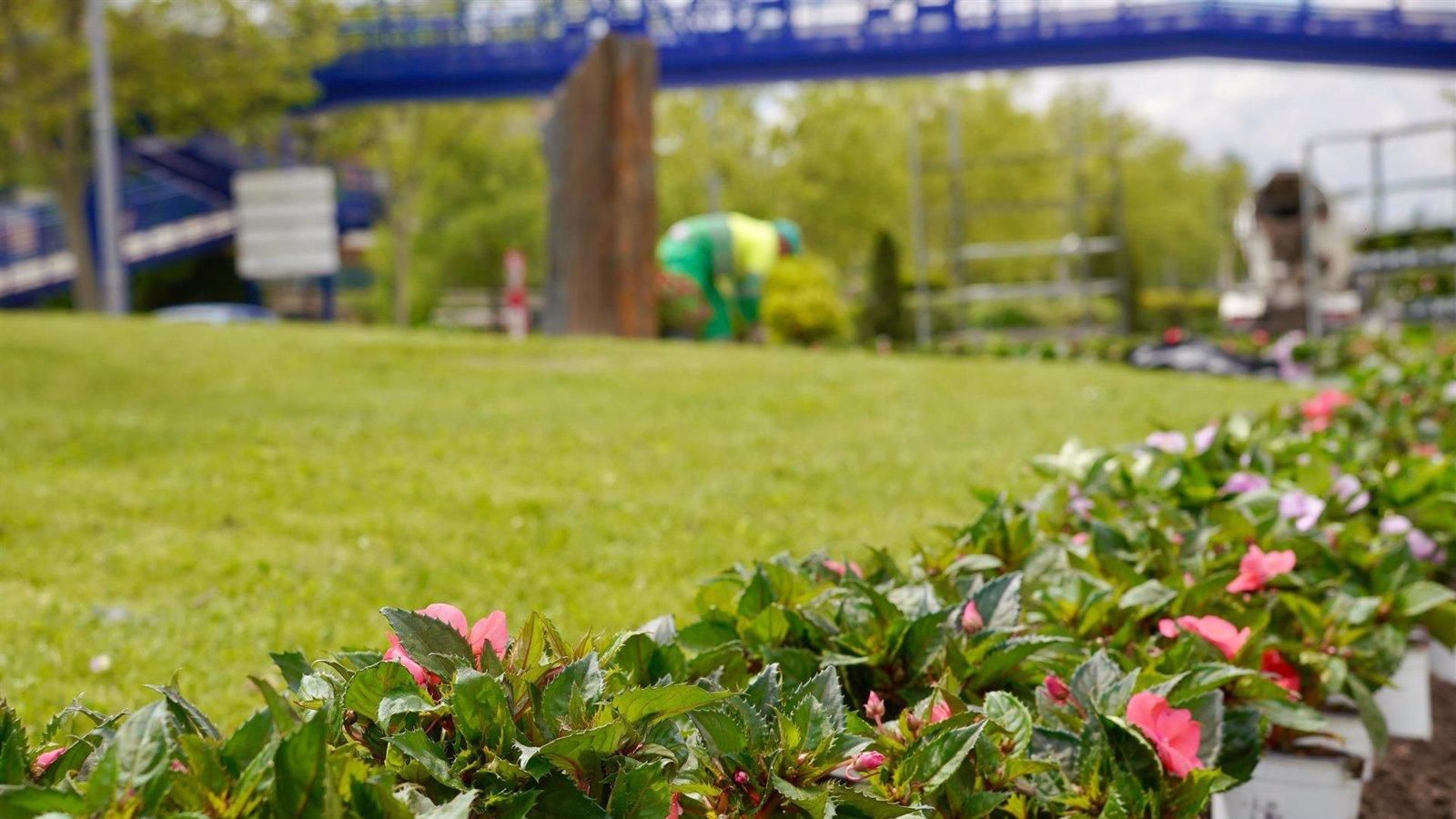 Las Rozas inicia su campaña de flor de temporada para embellecer la ciudad