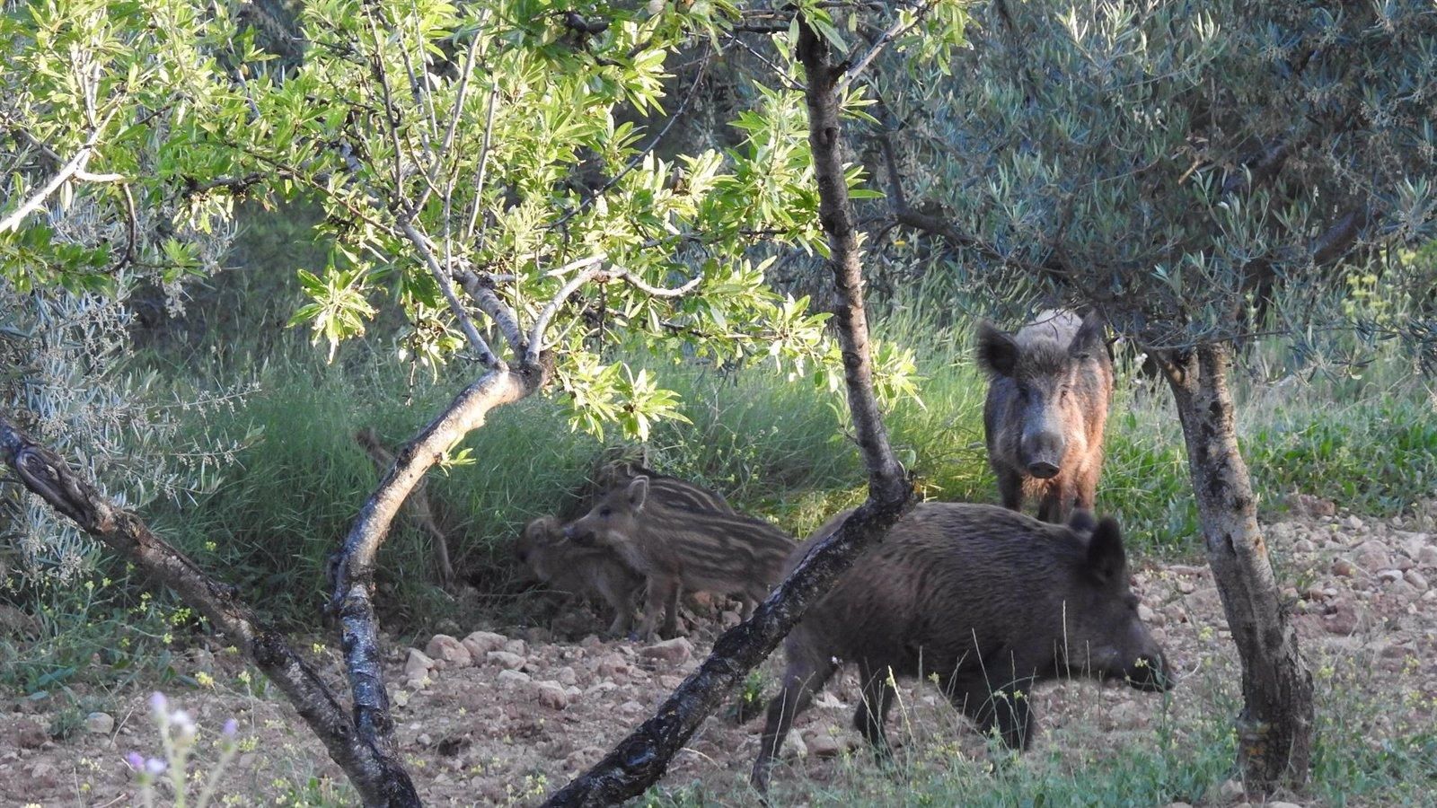 Control de jabalíes en Madrid: un plan urgente ante una población desbordada
