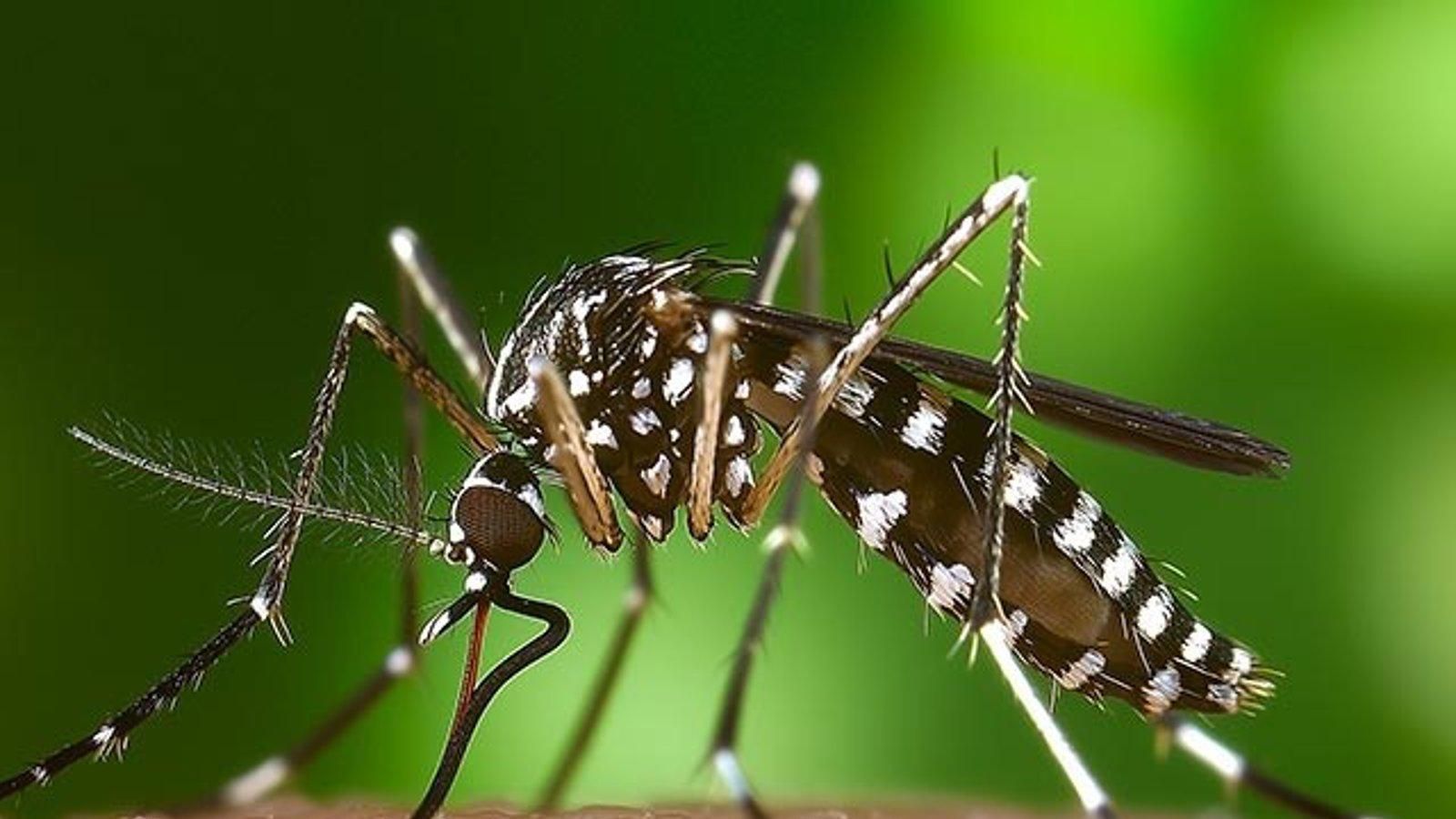 Las Rozas implementa medidas para controlar y prevenir el mosquito tigre