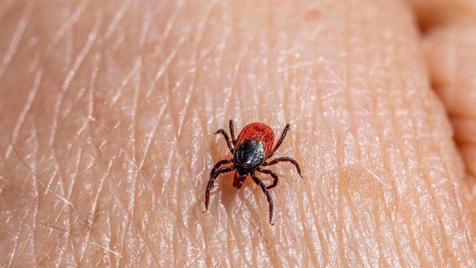 Peligros de las picaduras de garrapata, que proliferan con el calor