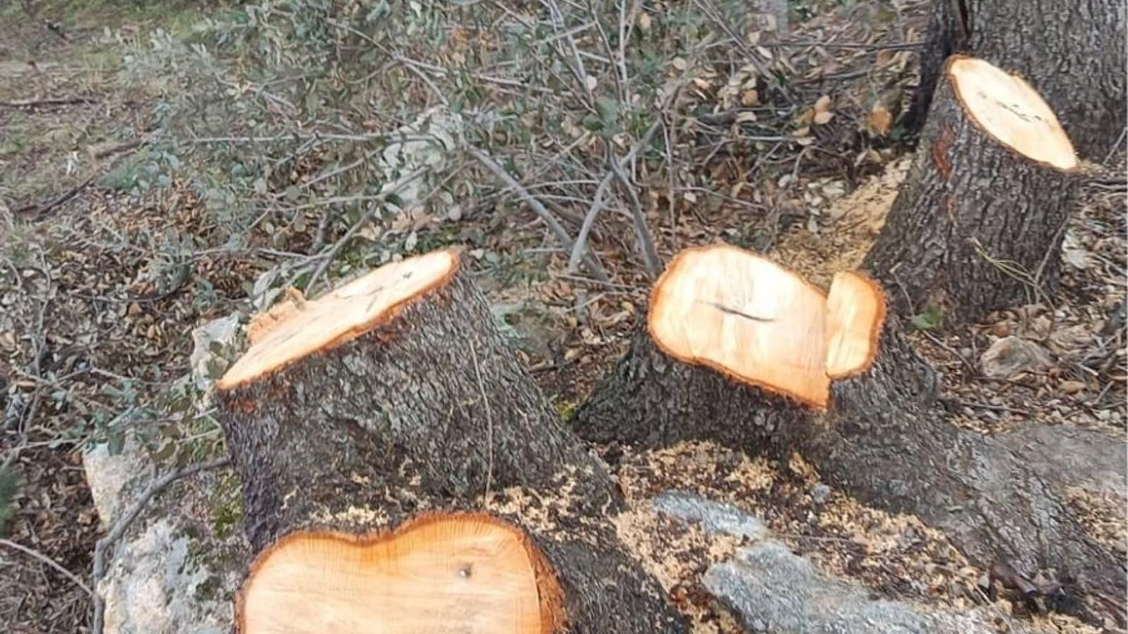 Tres hombres investigados por cortar y vender encinas protegidas en fincas privadas de la Sierra Oeste