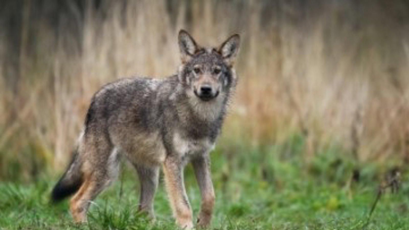 Alertan de un nuevo ataque de lobo a pocos metros de viviendas en Guadalix
