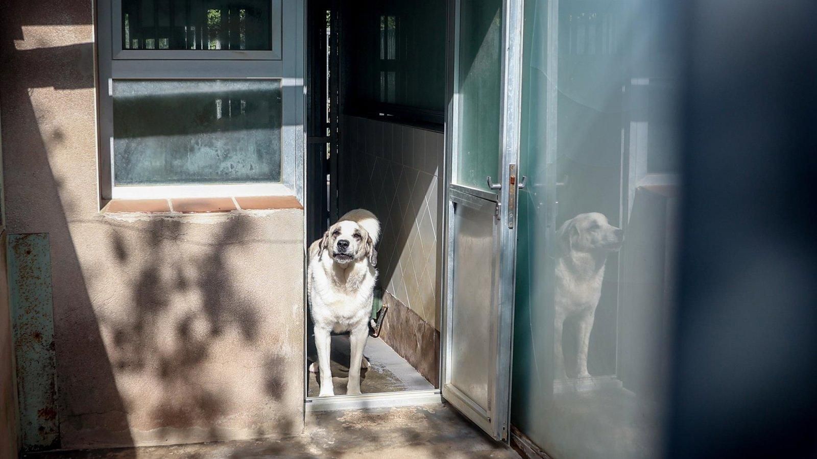 Madrid, pionera en la protección de mascotas con microchip y registro oficial