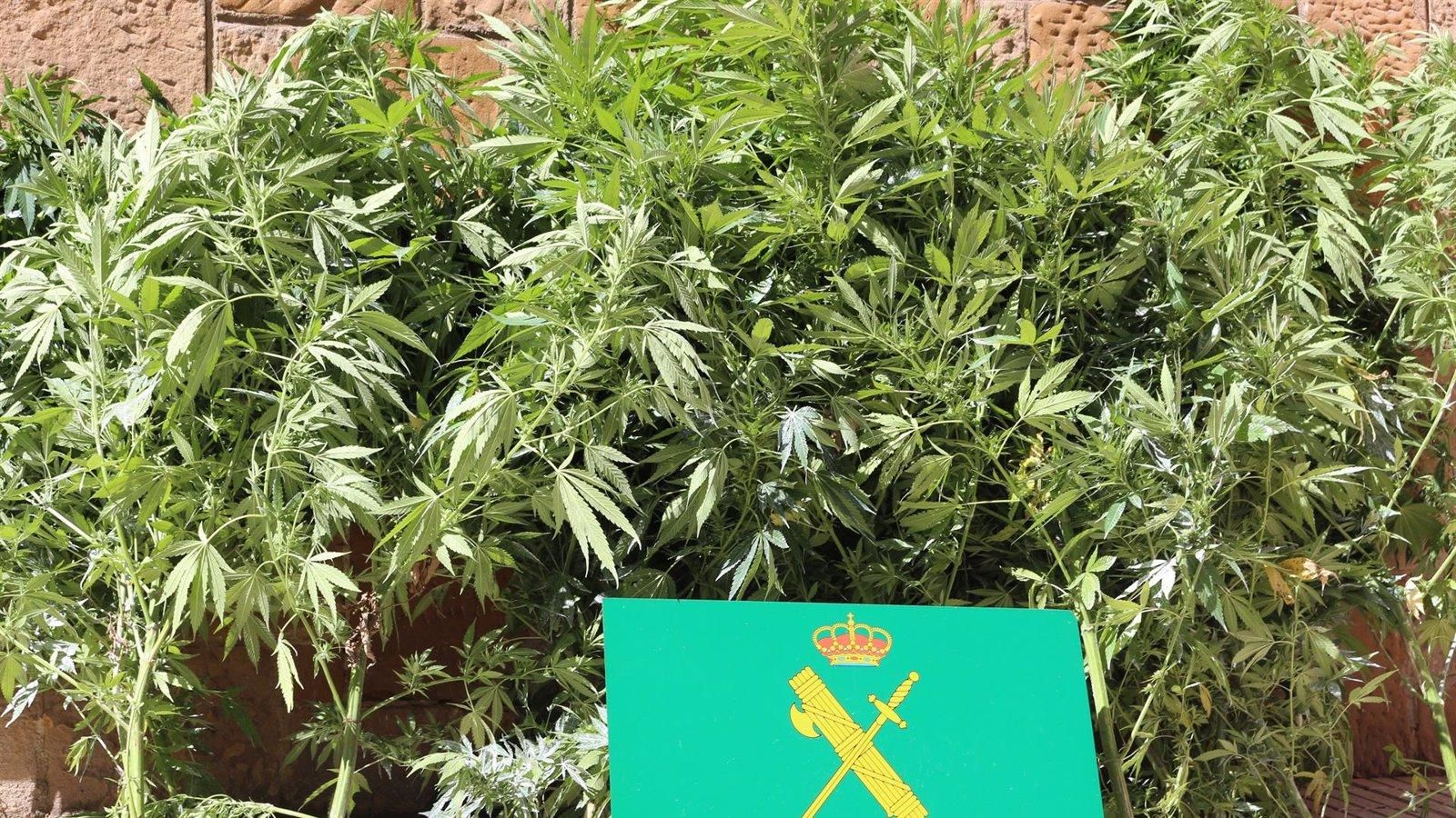 La Guardia Civil desmantela una plantación de marihuana en Miraflores de la Sierra