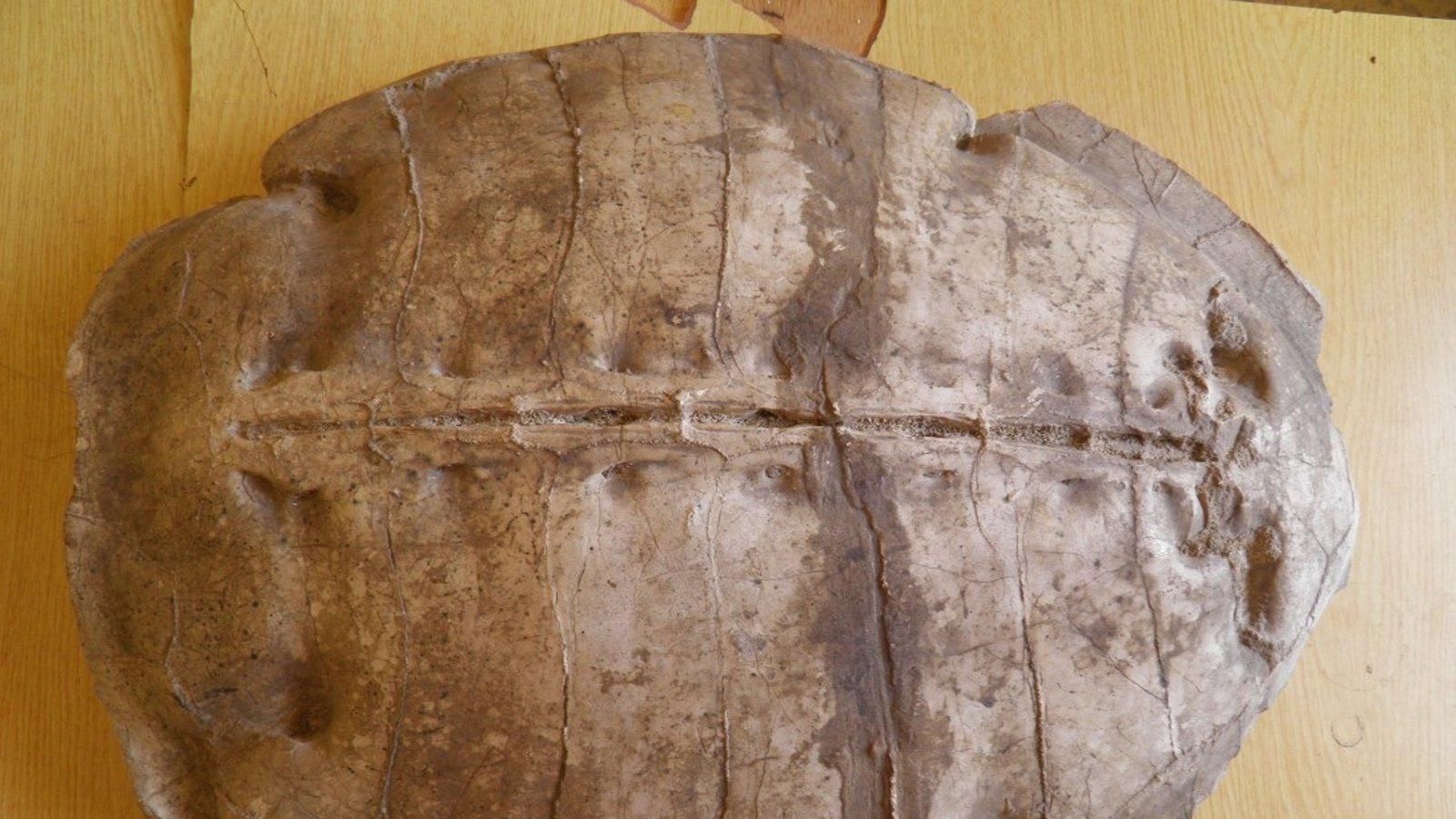 Descubierta en Siria una nueva especie fósil de tortuga marina de 50 millones de años